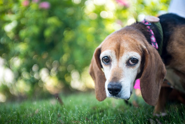 Portrait of an old beagle hound dog with sad eyes outside on grass.