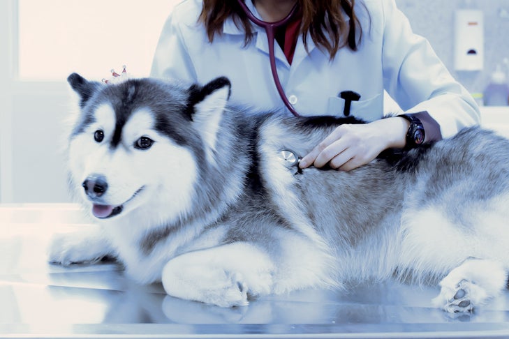Siberian Husky being examined by a vet.
