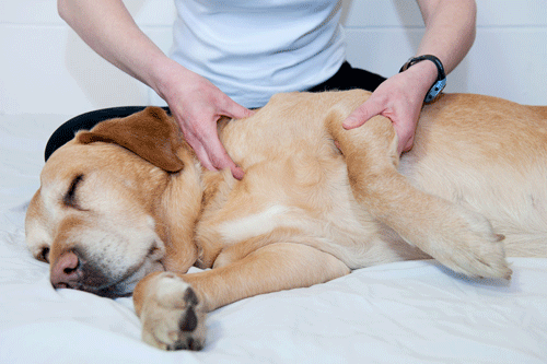 How to Massage Dog
