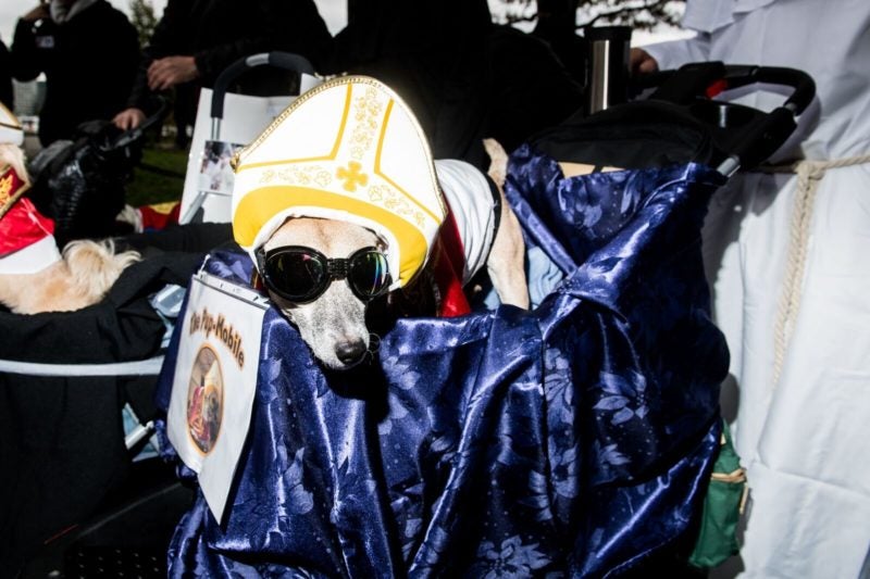 pope-mobile-dog-costume