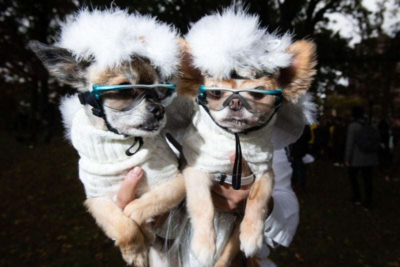 Puff ball dog costumes