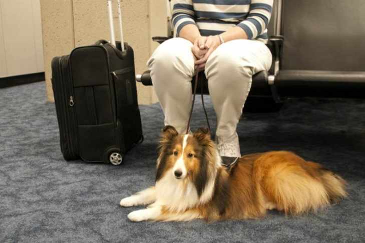 I. Introduction to Air Travel with Dogs