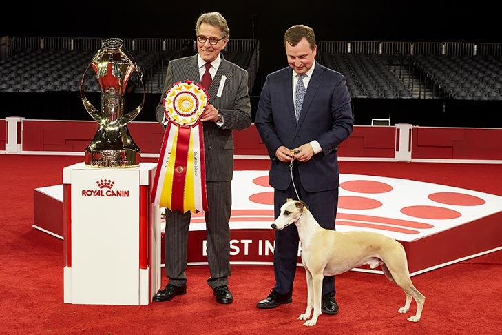 Best in Show and Best Bred By Exhibitor in Show: GCHP CH Pinnacle Tennessee Whiskey (Whiskey), Whippet; 2018 AKC National Championship presented by Royal Canin, Orlando, FL.