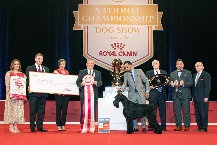 Best in Show: GCHG CH Lagniappe's From The Mountains To The Bayou (Bayou), (Giant Schnauzer); 2021 AKC National Championship Presented by Royal Canin, Orlando, FL
