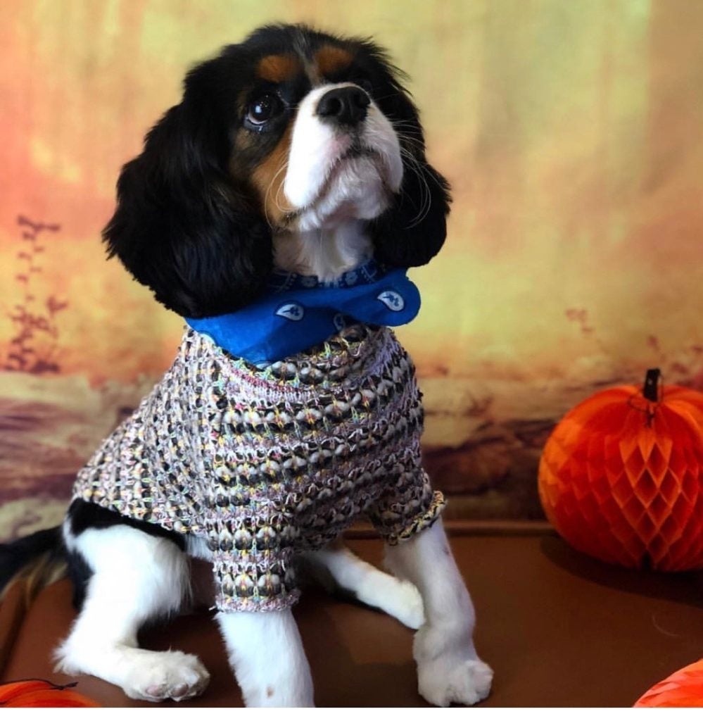 Cavalier King Charles Spaniel in a sweater in a fall scene