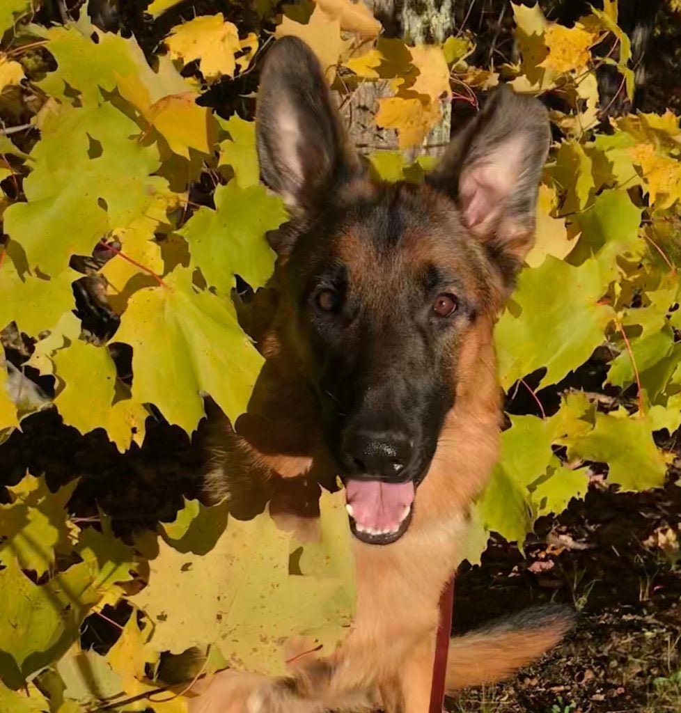 German Shepherd Dog in fall leaves