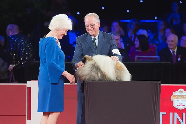 Best in Show, Toy Group First, Bred-By-Exhibitor Toy Group Second, Best of Breed, and Best Bred-By in Breed: GCH CH Pequest Wasabi (Wasabi), Pekingese, handled by David Fitzpatrick; Best in Show judging at the 2019 AKC National Championship presented by Royal Canin, Orlando, FL.