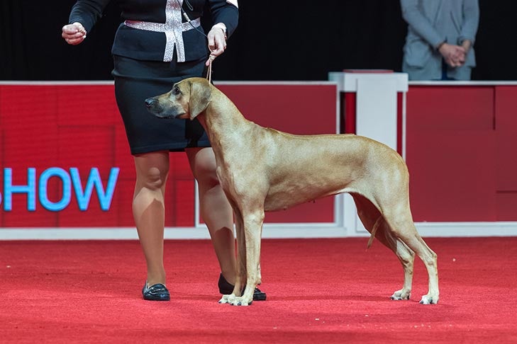 Hound Group First and Best of Breed: GCHS CH Shadowridge A Touch Of Class (Penny), Rhodesian Ridgeback, handled by Lauren Hay-Lavitt; Best in Show judging at the 2019 AKC National Championship presented by Royal Canin, Orlando, FL.