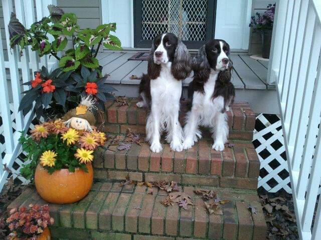 English Springer Spaniels in a fall scene