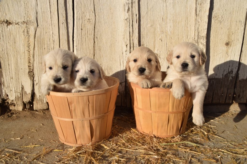 Golden Retriever puppies in baskets