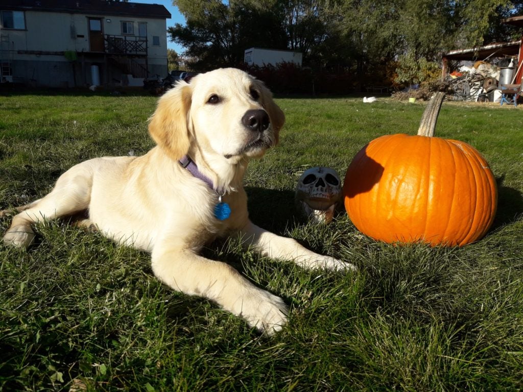 Golden Retriever with a pumpkin