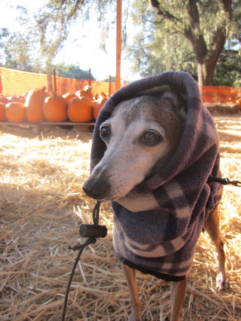 Italian Greyhound in a hooded sweatshirt in a pumpkin patch
