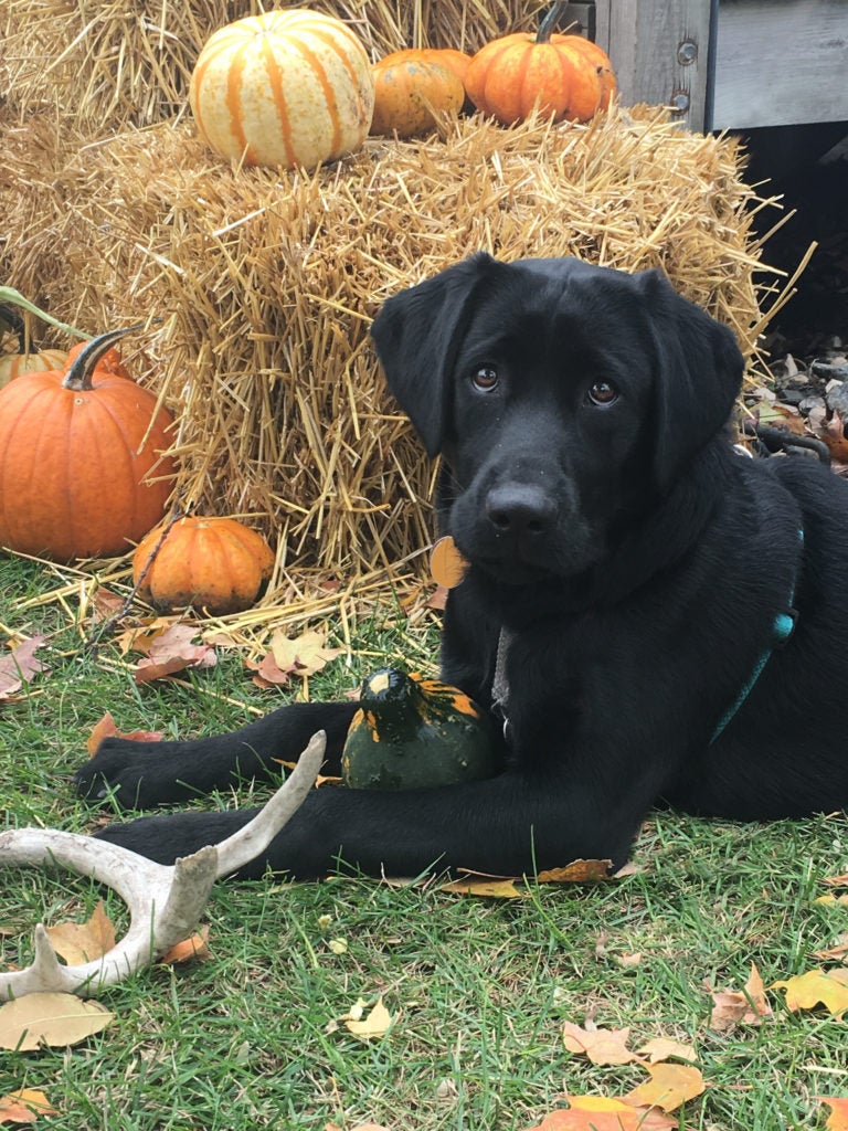 Labrador Retriever at a pumpkin patch
