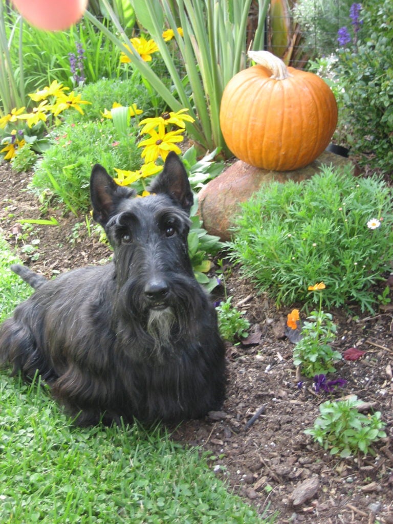 Scottish Terrier with a pumpkin