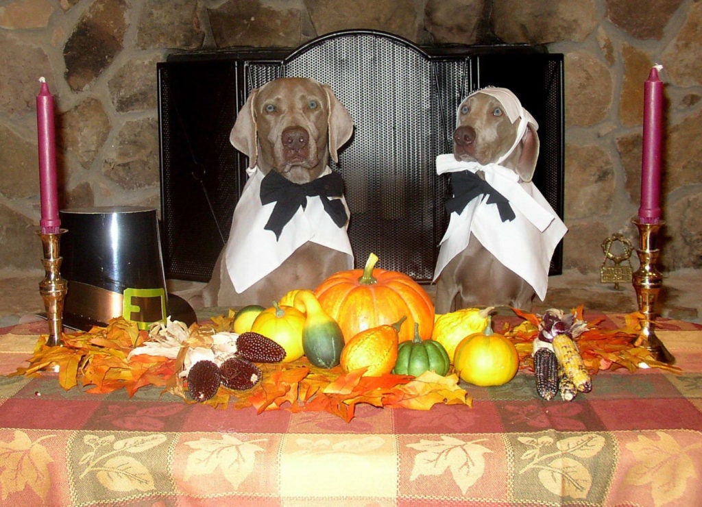 Weimaraner dogs at a Thanksgiving Table dressed up as pilgrims