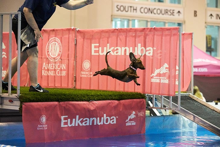 NADD AKC Diving Dogs at the 2018 AKC National Championship.