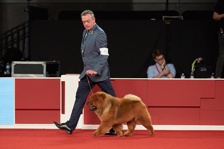 Best of Breed: GCHB CH Rebelrun Rebellion At Elite, Chow Chow; Non-Sporting Group judging at the 2018 AKC National Championship presented by Royal Canin.