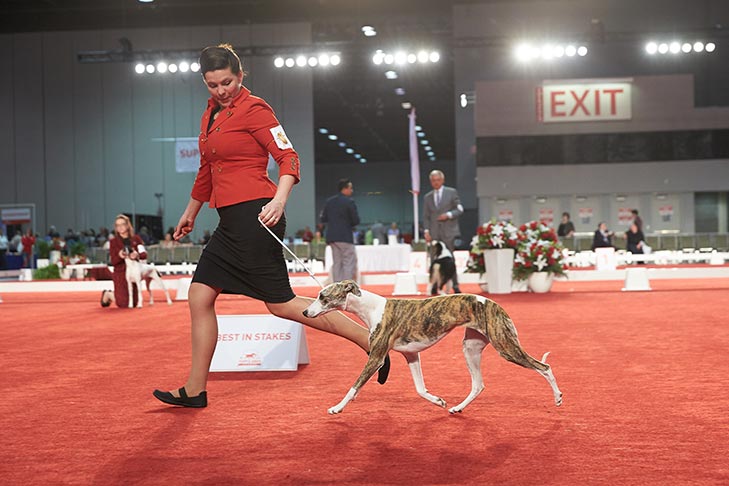 Best in Stakes, Stakes Hound Group First, and Stakes Best of Breed: Aperture I Think I'm Going To Like It Here (Lizzie), Whippet; National All-Breed Puppy and Junior Stakes at the 2018 AKC National Championship presented by Royal Canin, Orlando, FL.