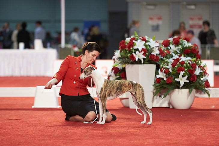 Best in Stakes, Stakes Hound Group First, and Stakes Best of Breed: Aperture I Think I'm Going To Like It Here (Lizzie), Whippet; National All-Breed Puppy and Junior Stakes at the 2018 AKC National Championship presented by Royal Canin, Orlando, FL.