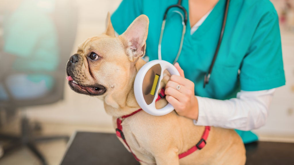 Dog Microchip: Why Microchipping Your Dog Is A Major Safety Measure