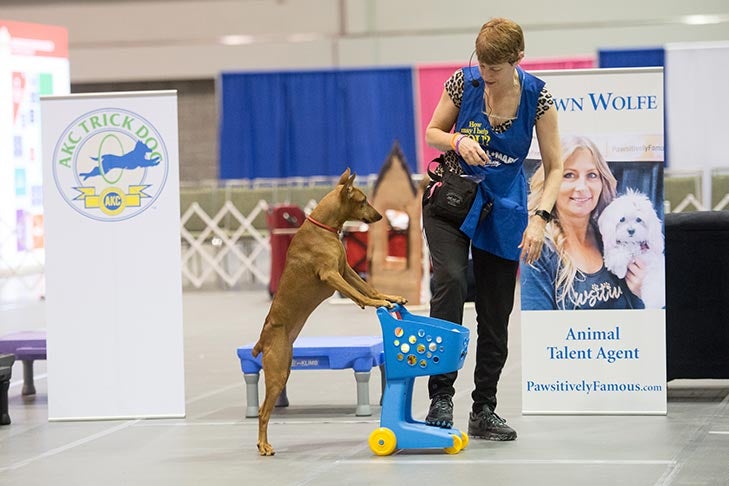 Elite Trick Dog; 2018 AKC National Championship presented by Royal Canin.
