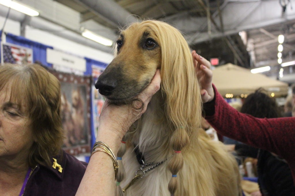 Afghan Hound at Meet the Breeds