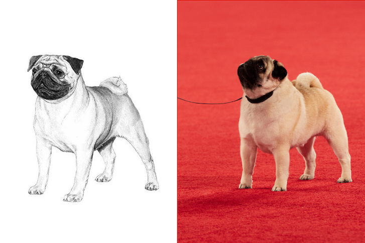 Pug breed standard illustration vs Pug photo