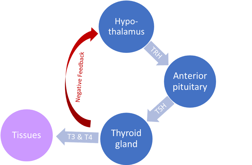Figure 1: Hypothalamic-pituitary-thyroid axis