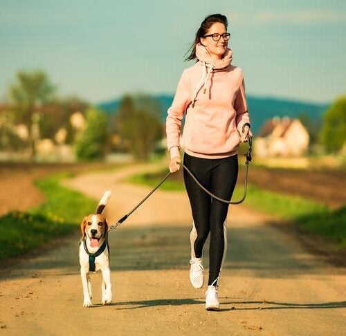 Udstyr Mikroprocessor gravid How to Train Your Dog to Run With You: Running With Dogs Tips & Tricks
