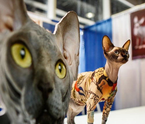 Dogs and Cats Mix at AKC Meet the New York - American Kennel Club