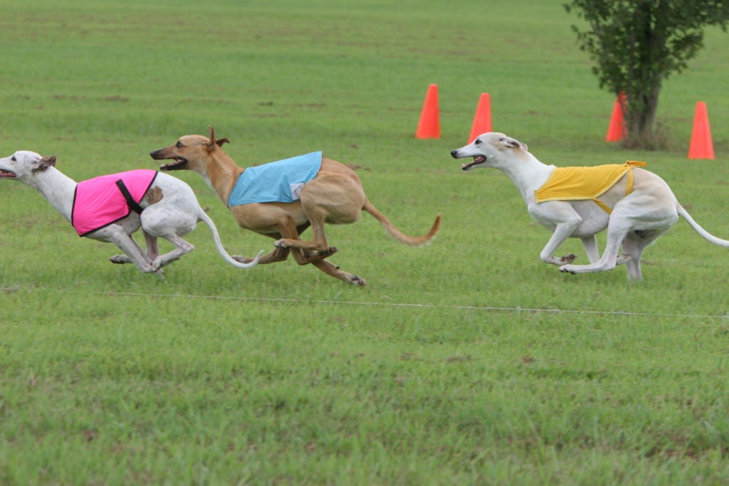 10 Fun Facts About the Whippet – American Club