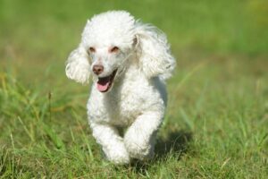 Toy Poodle running in the grass.