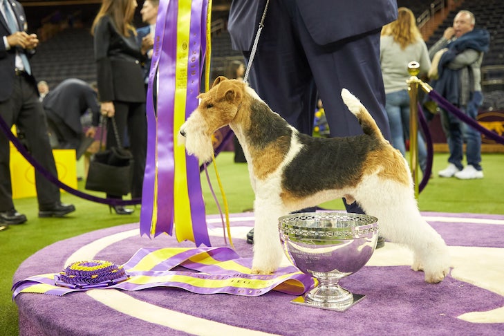 Has a basset hound ever won best in show at Westminster?
