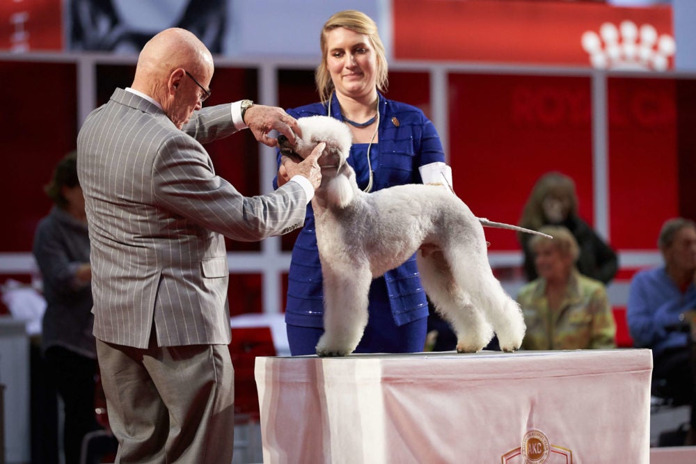 Stakes Terrier Group First and Stakes Best of Breed: CH Lamz Really Really Ridiculously Good Looking (Zoolander), Bedlington Terrier; National All-Breed Puppy and Junior Stakes at the 2018 AKC National Championship presented by Royal Canin, Orlando, FL.