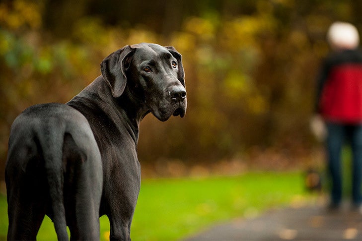 Hip Dysplasia In Dogs – American Kennel Club