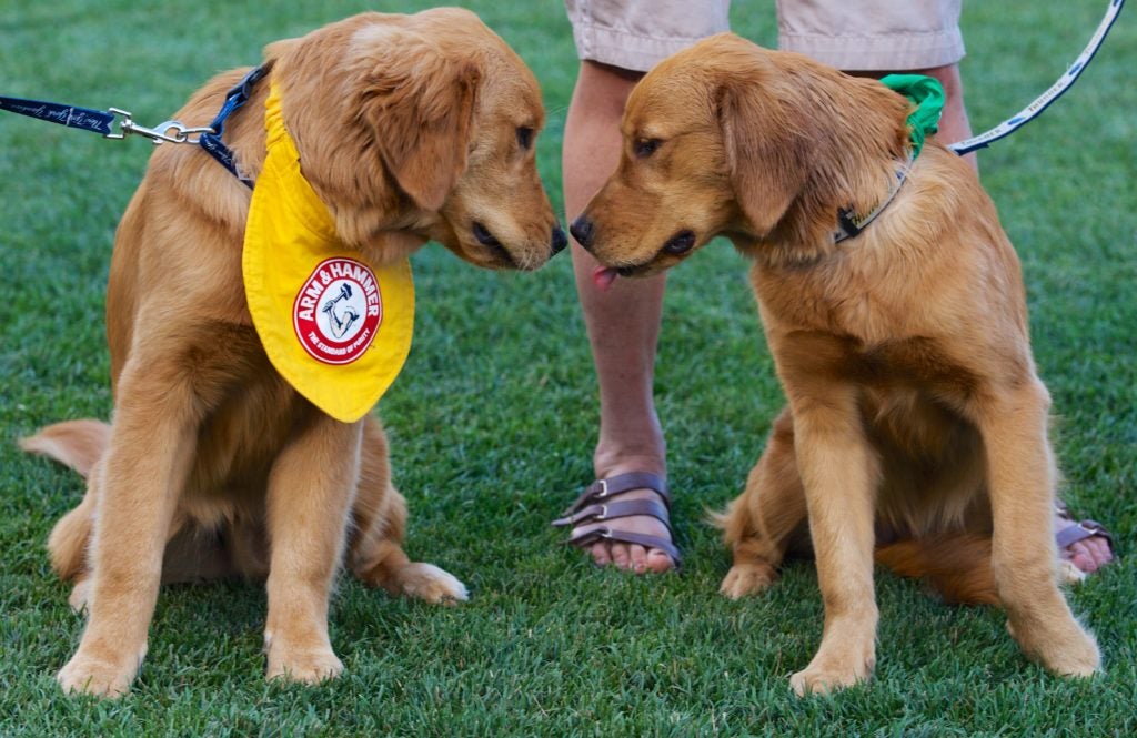MLB Jersey for Dogs & Cats - Baseball Milwaukee  