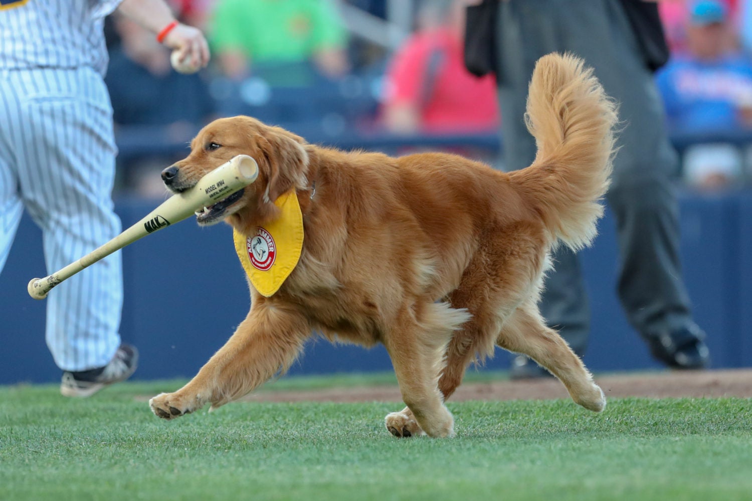 Meet the Baseball Dogs The Team Bat Dogs and Entertainers of Baseball