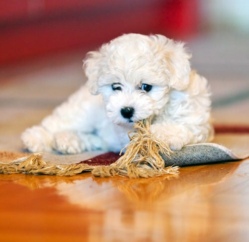Relieve Puppy Boredom: 10 Puppy Boredom Busters
