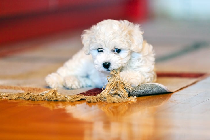 Bichon Frise puppy chewing on a rug.