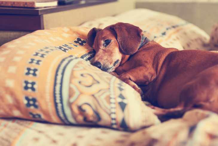 Should you get another dog when one dies?