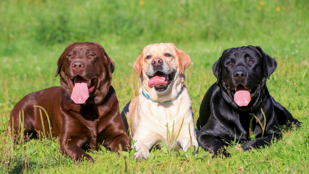 are labs good family dogs