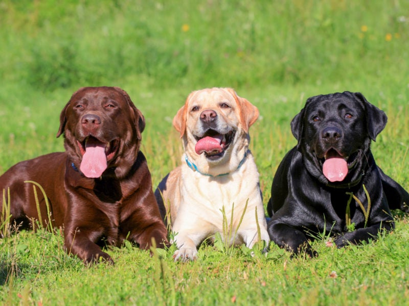Three Labrador retrievers, cGolden Lab Retriever Factshocolate, yellow and black, lying in a row outdoors in the sunshine.