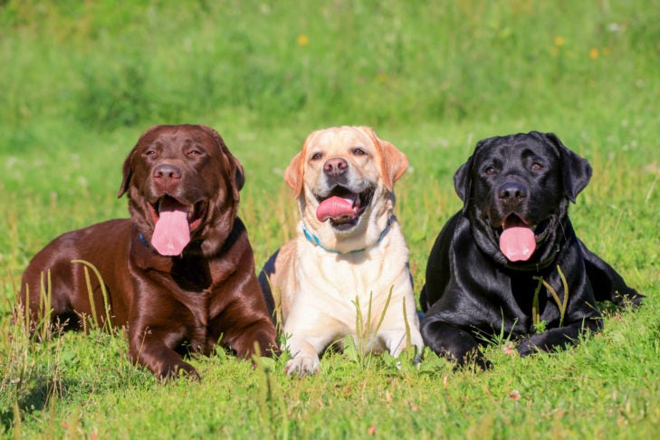 Namens zadel gegevens Labrador Retrievers: 8 Fun Facts About These Adored, Adaptable Dogs
