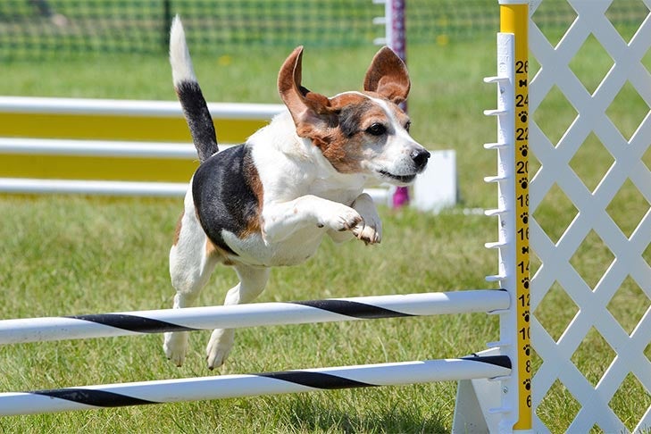 Beagle leaping over a jump in an agility course outdoors.