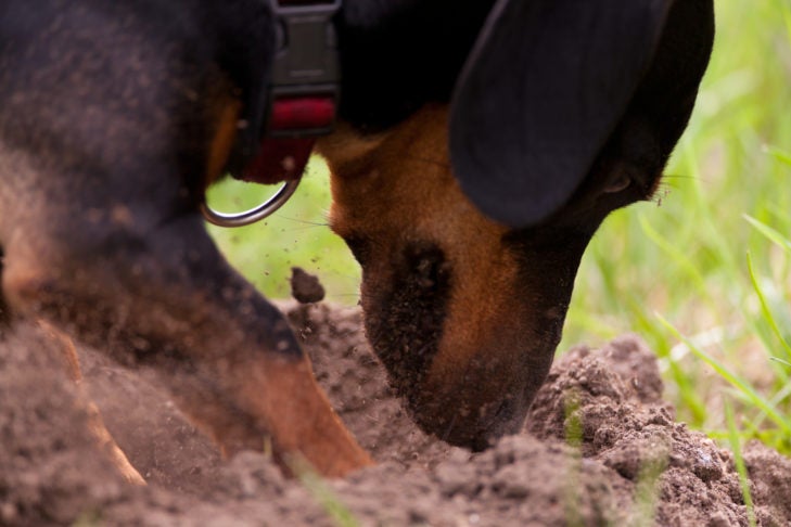 earthdog dachshund digging