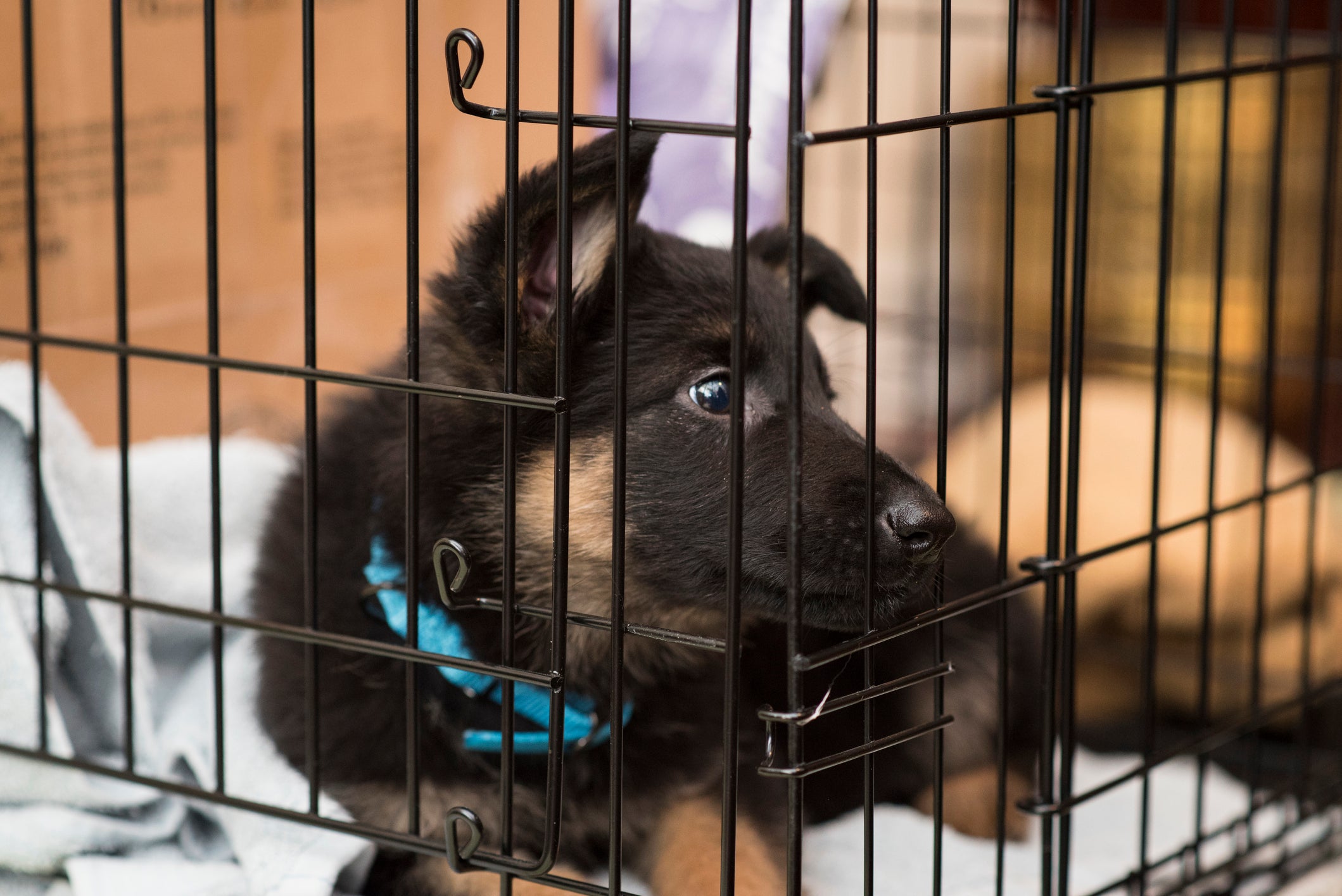where to put a puppy crate at night