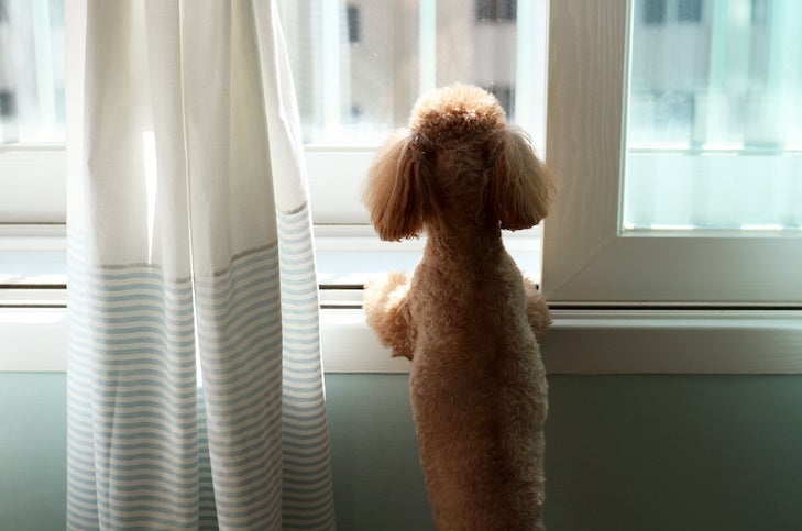 Poodle looking out the window at home.