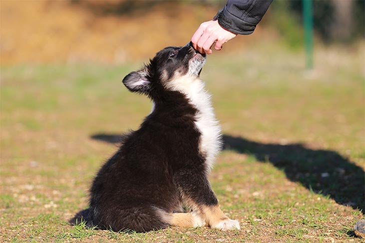 [Image: border-collie-puppy-training-treat.jpg]