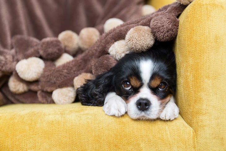 Cavalier King Charles Spaniel laying on the couch under a blanket.