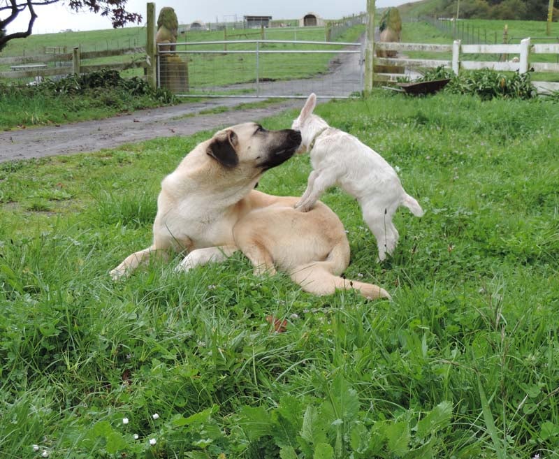 Tallulah enjoys an endearing moment with a baby goat. The almost 2-year-old dog has matured into an outstanding livestock guardian, fierce when she needs to be and protectively nurturing with the little ones. Photo by John Brabyn.